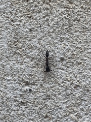 Odontomachus haematodus