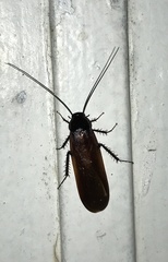 Blattodea