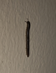 Cylindroiulus caeruleocinctus