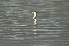 Phalacrocorax carbo lucidus