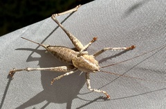 Thyreonotus bidens