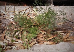 Cyclospermum leptophyllum