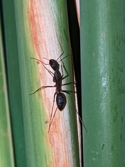 Camponotus etiolipes