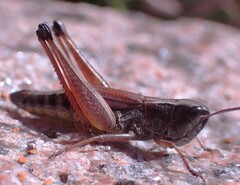 Pseudochorthippus curtipennis