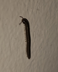 Cylindroiulus caeruleocinctus