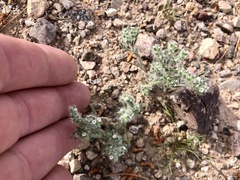 Cryptantha pterocarya