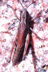 Pseudochorthippus curtipennis