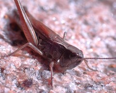Pseudochorthippus curtipennis