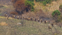 Hippotragus equinus equinus