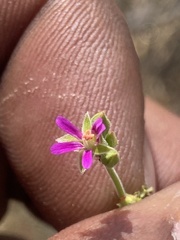 Pelargonium grossularioides