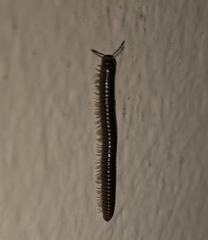 Cylindroiulus caeruleocinctus