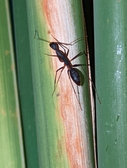 Camponotus etiolipes