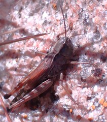 Pseudochorthippus curtipennis