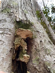 Rigidoporus