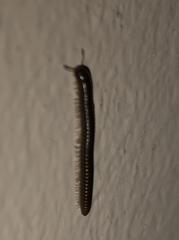 Cylindroiulus caeruleocinctus