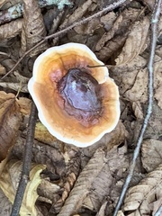 Ganoderma lucidum