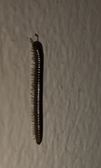 Cylindroiulus caeruleocinctus