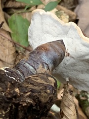 Ganoderma lucidum