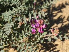 Astragalus lentiginosus