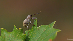 Curculio elephas