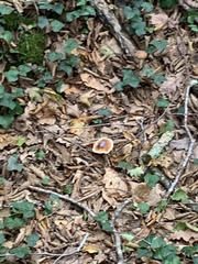 Ganoderma lucidum