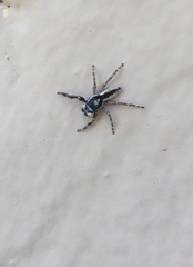 Menemerus bivittatus