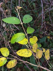 Lonicera