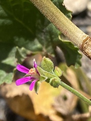 Pelargonium grossularioides