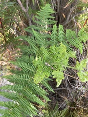 Pteridium