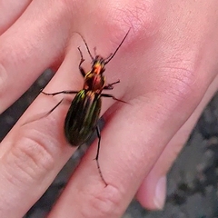 Carabus lineatus