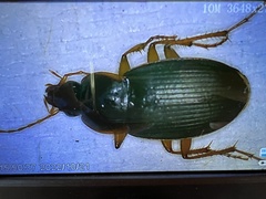 Calathus opaculus