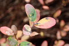 Naohidemyces vacciniorum