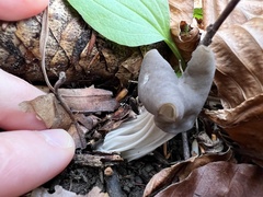 Helvella lacunosa