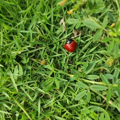 Aegithus clavicornis