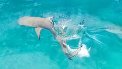 Carcharhinus melanopterus