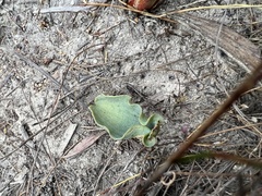 Eriospermum lanceifolium
