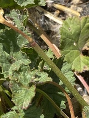 Pelargonium grossularioides