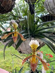Paphiopedilum