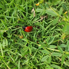 Aegithus clavicornis