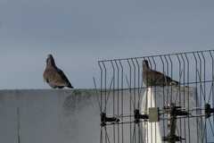 Columba guinea