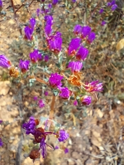 Lampranthus emarginatus