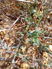 Lampranthus emarginatus