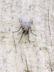 Muscina stabulans
