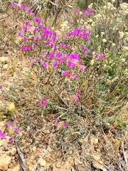 Lampranthus emarginatus