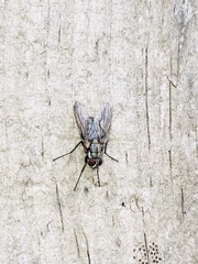 Muscina stabulans