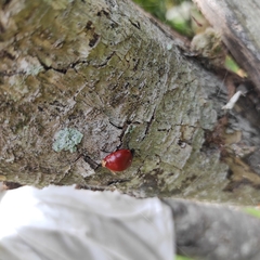 Aegithus clavicornis