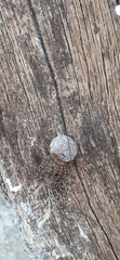 Scytodes globula