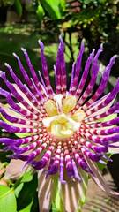 Passiflora laurifolia