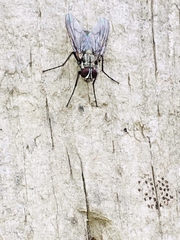 Muscina stabulans