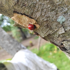 Aegithus clavicornis